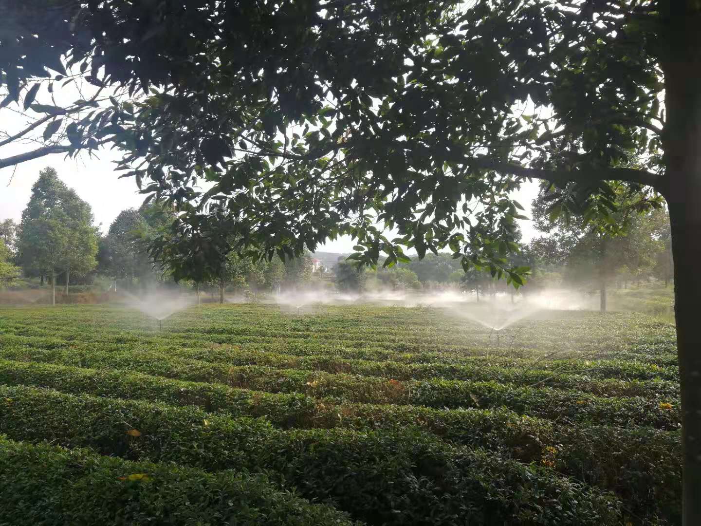 湖南農業水肥一體化灌溉,湖南別墅庭院智能灌溉,長沙沁園灌溉有限公司,湖南足球場噴灌,長沙足球場噴灌,足球場噴灌,足球場灌溉,長沙足球場灌溉,湖南足球場灌溉
